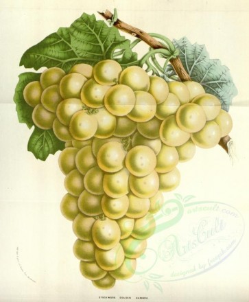 fruits-02507 - Stockwood Golden Hambro Grapes [3522x4272]