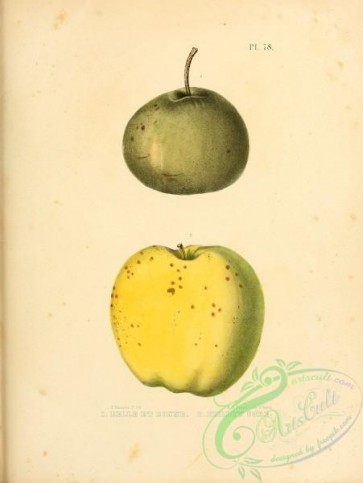 fruits-03169 - Belle et Bonne Apple, Hollow Core Apple [2451x3255]