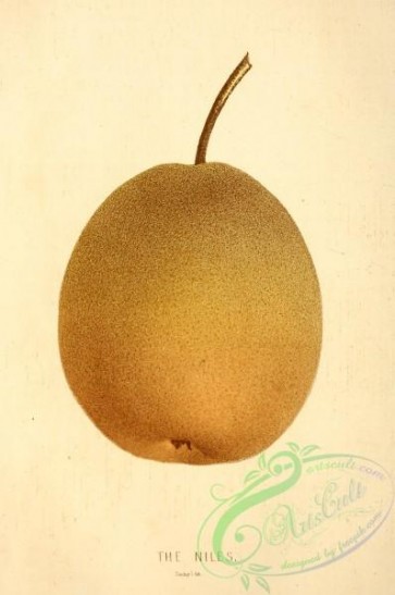fruits-03308 - Niles Pear [2176x3277]