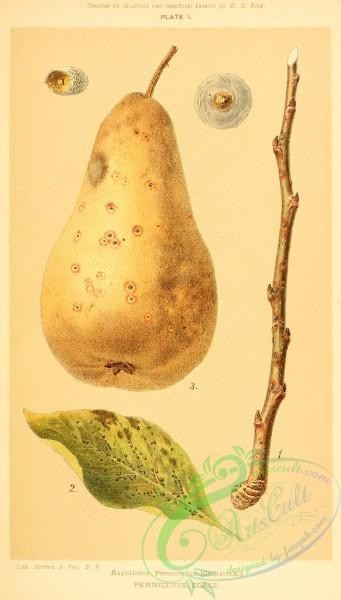 fruits-03312 - Pear [1911x3355]