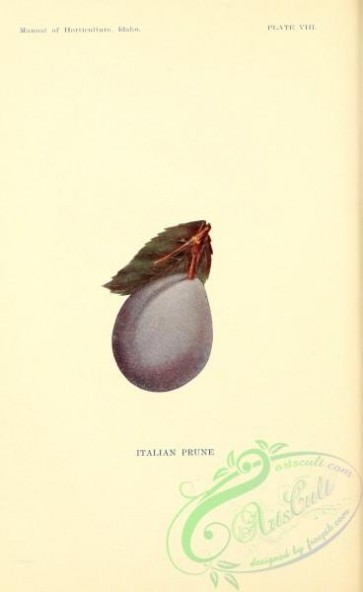 fruits-03511 - Italian Prune Plum [2082x3387]