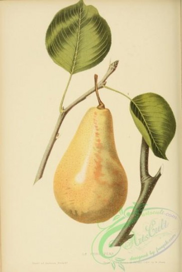 fruits-03889 - Le Cure Pear [2733x4084]