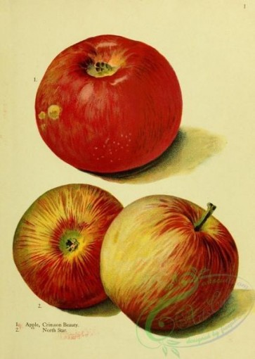 fruits-03932 - Crimson Beauty Apple, North Star Apple [1957x2748]