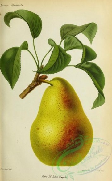 fruits-04094 - Pear [2999x4827]