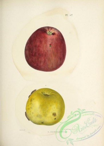 fruits-04384 - 068-Sheepnose Apple
