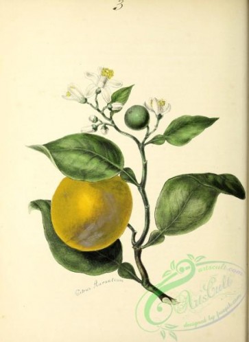 fruits-04595 - citrus aurantium