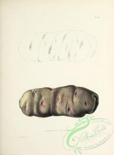 fruits-04630 - Merino Potato