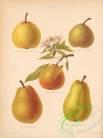 fruits-04802 - 008-Hacon's Incomparable Pear, Zephirin Gregoire Pear, Winter Nelis Pear, Napoleon Pear, Chaumontel Pear