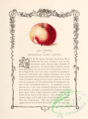 fruits-04876 - 005-Api Petit or American Lady Apple