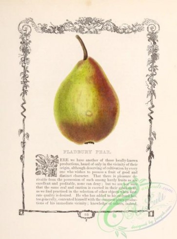fruits-04916 - 045-Fladbury Pear Pear