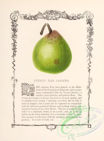 fruits-04918 - 047-Citron Des Carmes Pear