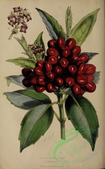 fruits-05535 - 001-aucuba japonica