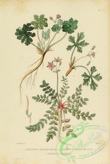 furage_plants-00047 - geranium molle, geranium columbinum