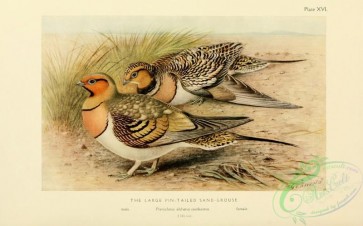 game_birds-00053 - Large pin-tailed Sandgrouse, pteroclurus alchatus caudacutus