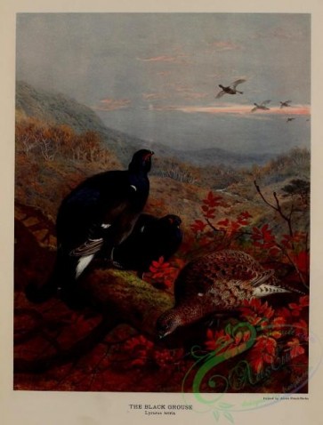 game_birds-00151 - Black Grouse, lyrurus tetrix