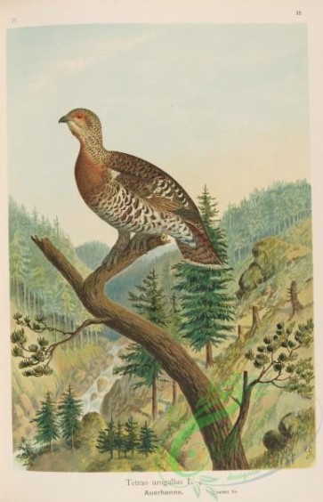 game_birds-00246 - Western Capercaillie, tetrao urogallus, 2