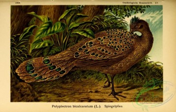 game_birds-00251 - Gray Peacock-Pheasant