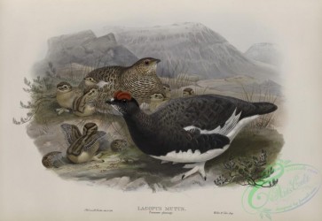 game_birds-00324 - 439-Lagopus mutus, Summer plumage, Ptarmigan (summer plumage)