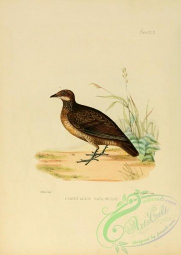 game_birds-00490 - francolinus hardwickii