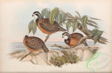 game_birds-00976 - Black-breasted Partridge, ortyx pectoralis