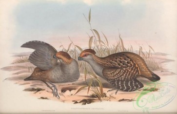 game_birds-00980 - Capueira Partridge, odontophorus dentatus