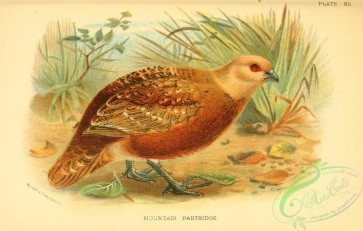 game_birds-01293 - Mountain Partridge