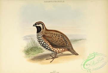 game_birds-01394 - Black-throated Bobwhite or Black-throated Partridge