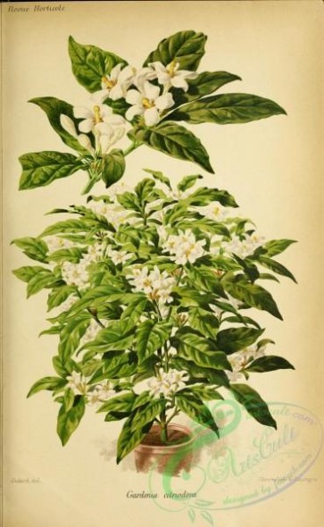 gardenia-00006 - gardenia citriodora