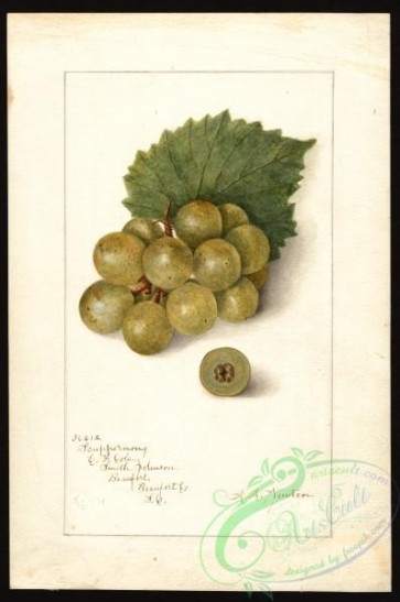 grapes-00282 - 6085-Vitis-Scuppernong [2655x4000]