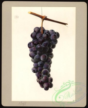 grapes-00346 - 6216-Vitis-Goff [3250x4000]