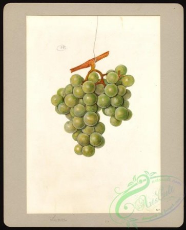 grapes-00386 - 6256-Vitis-Linn [3233x4000]