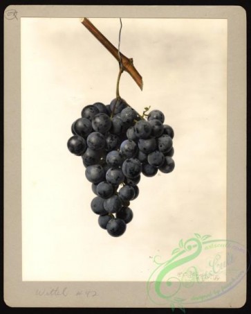 grapes-00449 - 6339-Vitis-Wittel No 42 [3207x4000]