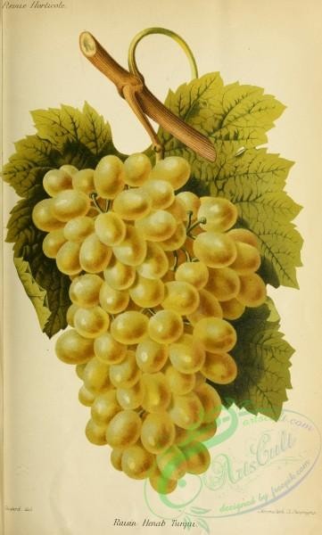 grapes-00519 - Grape, 2