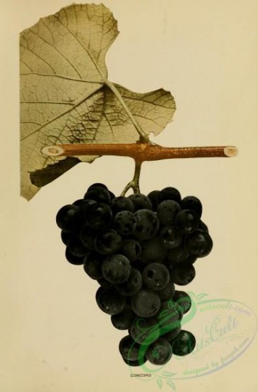 grapes-00582 - Concord Grapes