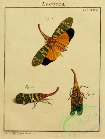 grasshoppers-00059 - 029-locusta, Grasshopper