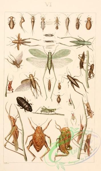 grasshoppers-00146 - philopterus, pediculus, machilis, phloeothrips, thrips, lepisma, podura, trichodectes, chloealtis, stenobothrus, phylloptera, nemobius, acheta, gryllus, stenobothrus, locusta, pezotettix