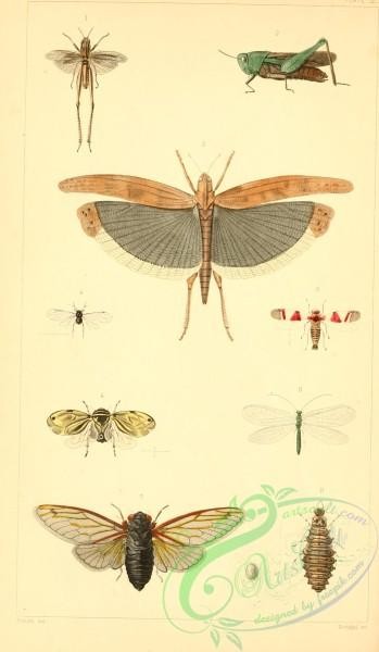 grasshoppers-00160 - 003-locusta, aphis, tettigonia, clastoptera, cicada, chrysopa, oedipoda, erythroneura, chloealtis, tragocephala