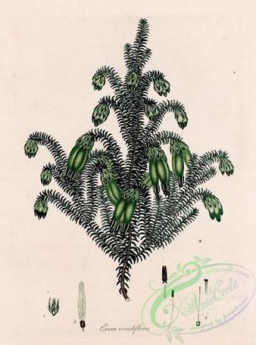 heaths-00215 - 071-erica viridiflora