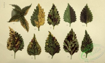 herbarium-00012 - Leaves, 3 [4378x2654]