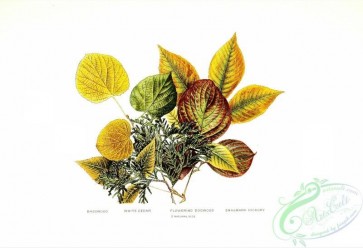 herbarium-00037 - Basswood, White Cedar, Flowering Dogwood, Shagbark Hickory [3006x2055]