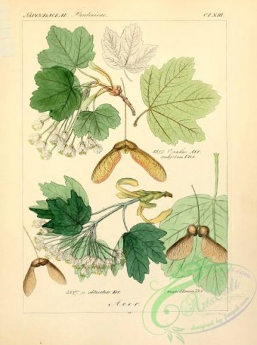 herbarium-00171 - acer obtusatum, acer neapolitanum, acer pulus