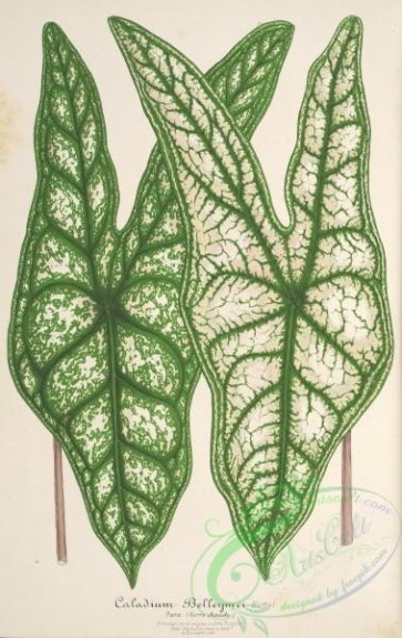 herbarium-00205 - caladium belleymei