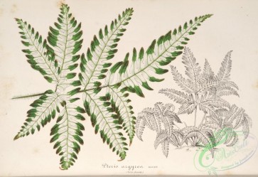 herbarium-00206 - pteris argyrea