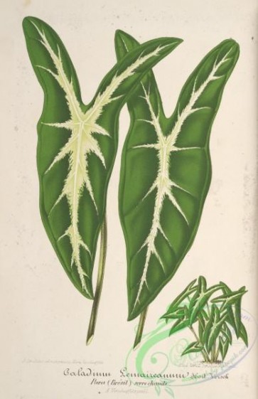herbarium-00219 - caladium lemaireanum