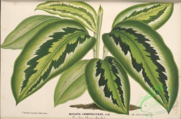 herbarium-00261 - maranta chimboracensis