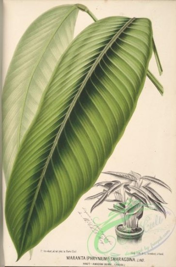 herbarium-00262 - maranta smaragdina