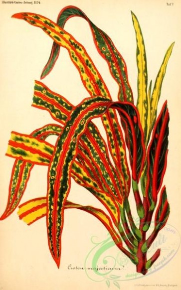 herbarium-00318 - croton majesticum