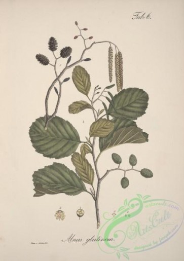 herbarium-00426 - alnus glutinosa