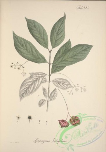 herbarium-00429 - evonymus latifolius