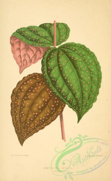 herbarium-00469 - bertolonia guttata